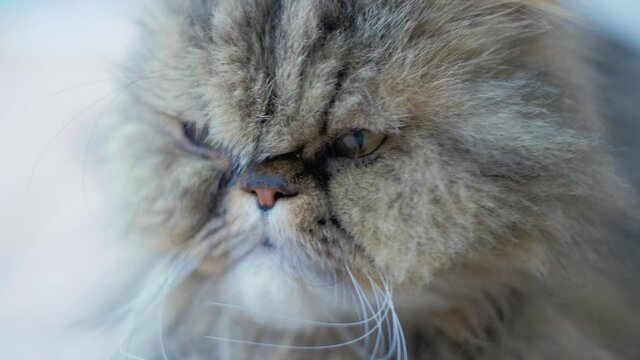 Close up of cute and fluffy mixed breed Persian cat looking around. Brown and grey domestic pet with yellow eyes. Slightly grumpy, but friendly and curious long-haired breed. 4K.