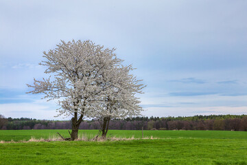 Two flowering trees in the field