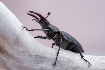 Macro photo of European stag beetle (Lucanus cervus) in nature. Isolated on a light background