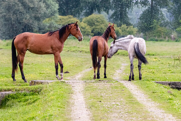 Fototapeta premium horse in the marshes of Sougeal, in Brittany