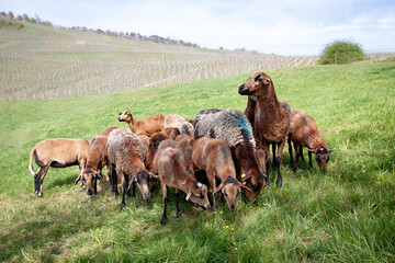 Kamerunschafe und  Barbados Blackbelly-Schafe, Schafe die zu den Haarschafen gehören.