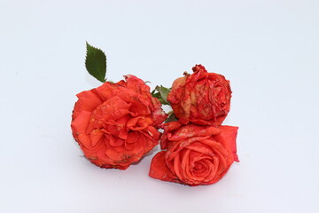 Fototapeta premium Rosen leiden im Dauerregen.