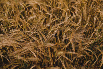 texture of golden wheat crops growing in the field