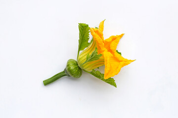 Green pumpkin flower with baby fruit on white background.
