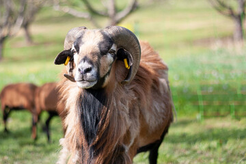 Kamerunschafe und  Barbados Blackbelly-Schafe, Schafe die zu den Haarschafen gehören.