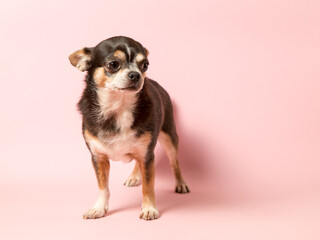 A small Chihuahua dog on a pink background. Looks away, a blank to advertise a veterinary store....