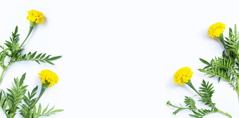 Frame made of marigold with leaves on white background.