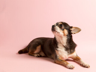A small Chihuahua dog on a pink background. Looks away, a blank to advertise a veterinary store....
