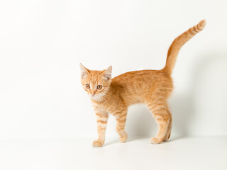 Cute red kitten on a white background. Playful and funny pet. Copy space.