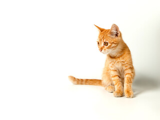 Cute red kitten on a white background. Playful and funny pet. Copy space.