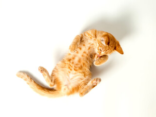 Cute red kitten on a white background. Playful and funny pet. Copy space.