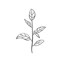 Hand Drawn Botanical Leaf Doodle Wildflower