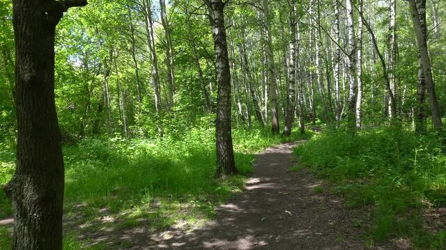 Passage over the trail in a birch grove. (Betula pendula).