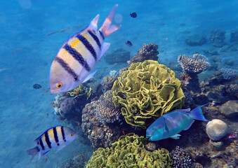 Fototapeta na wymiar Life on coral reefs as wonderful nature area and concept of biodiversity in tropical marine ecosystems that is still remains untouched by human activities in Sinai, Middle East