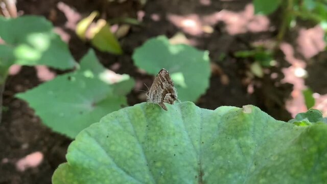 peque&ntilde;a mariposa tranquila encima de una hoja verde.
