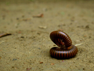 Brown color asian millipede worm presented on soil field, Wildlife creature background image.