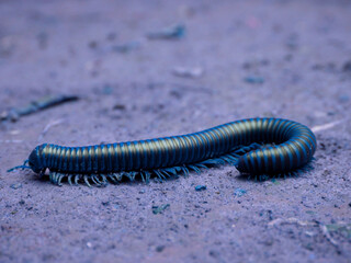 Full frame long millipede worm running on soil field, Wildlife creature background image.
