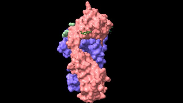 Structure of immune receptor HLA-DRB1 with vimentin bound, animated 3D cartoon and Gaussian surface models, chain id color scheme, based on PDB 4mdj, black background