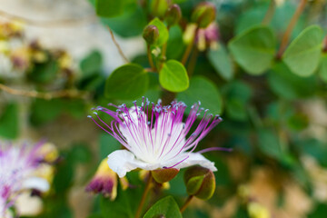 Fototapeta premium macro