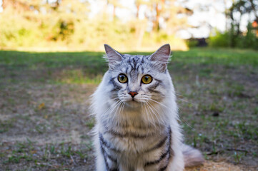White tabby cat with gray stripes watching attentively with staring yellow eyes
