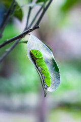 Green caterpillar on a orange leaf close up