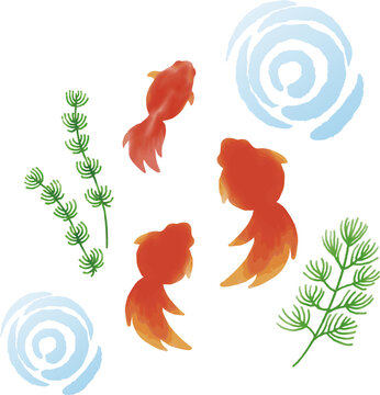 3 369 Best Watercolor Goldfish Images Stock Photos Vectors Adobe Stock