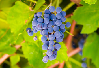 A bunch of blue grapes on a branch close-up on an isolated background of leaves