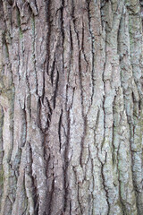 The bark of an oak tree is a close-up. Oak bark background. Bark texture