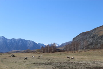 sheep in the mountains