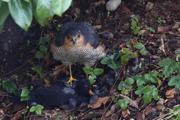 Sperber und Amsel / Eurasian sparrowhawk and Blackbird / Accipiter nisus et Turdus merula..