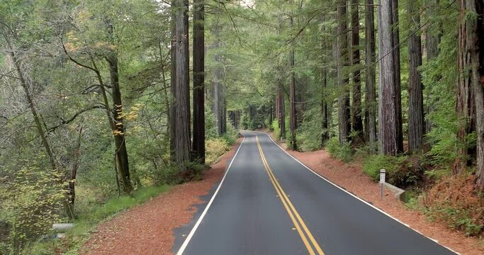 Aerial: Road going through redwood trees in northern california, USA