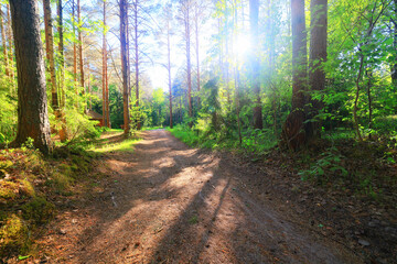 Obraz premium sunny summer day in green park, beautiful landscape trees background