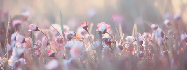 Fotobehang bloemen madeliefjes achtergrond zomer natuur, veld groen bloeiend kleurrijke madeliefjes © kichigin19
