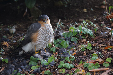 Sperber und Amsel / Eurasian sparrowhawk and Blackbird / Accipiter nisus et Turdus merula..