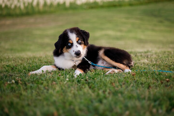 Miniature American Shepherd puppy dog on the grass. The Miniature American Shepherd Club of the USA (MASCUSA).