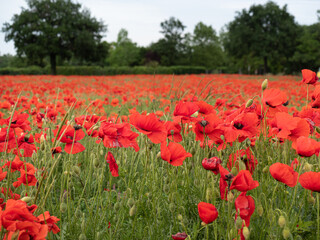 Meadow with Lots of Red Tulip Flowers in Spring