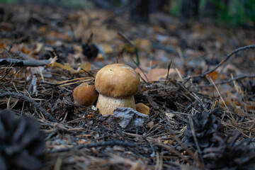 mushrooms in the forest