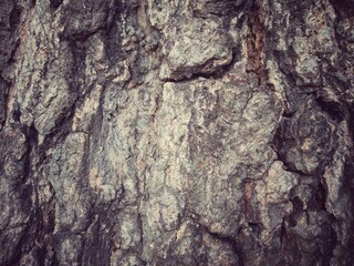 Texture, old brown bark, vignette, vintage style, used as background and wallpaper.
