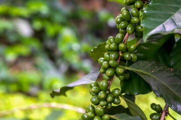 coffee beans on a tree with soft-focus and over light in the background