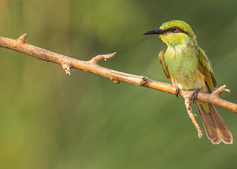 Obraz premium Green Bee Eater on a tree