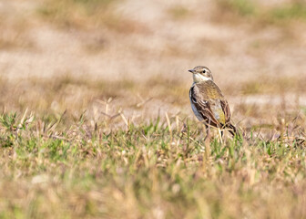 Obraz premium Field Pipit in search of food