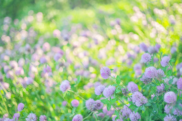 Fototapeta premium Pink clovers on a bright green and sunbeam flare