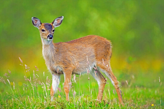 Young Sitka Black-tailed Deer  standing in summer meadow,  looking.