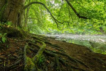 Fototapeta premium Dreamy green leave forest covered with mist