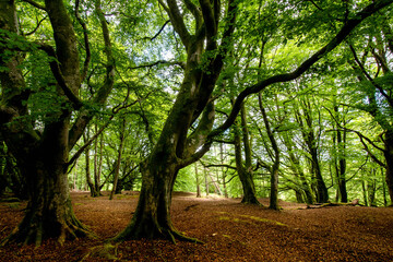 Dreamy green leave forest covered with mist