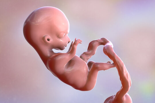 Human fetus, scientifically accurate 3D illustration