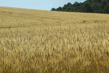 campo 