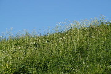 grass and sky