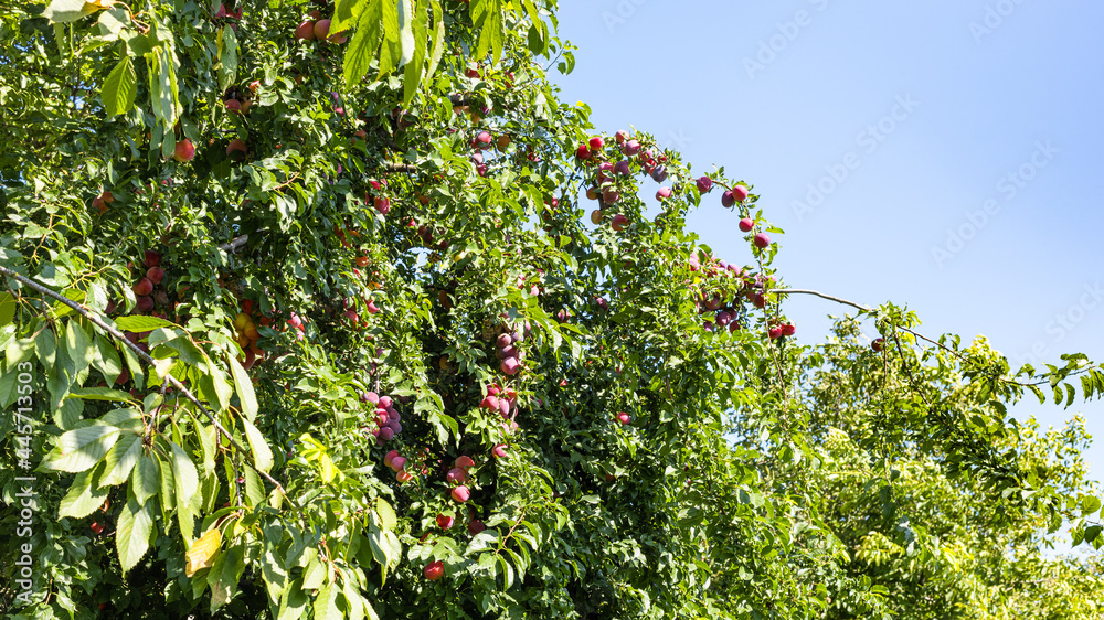 Sticker panoramic view of plum tree at home garden