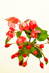 Pink Apple tree flowers in bloom on off white background.
